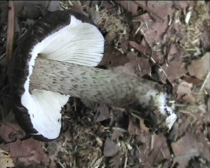 Winkel ( FRA ) 28.08.2004   2 Serie